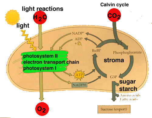 Illustration Of Photosynthesis Process