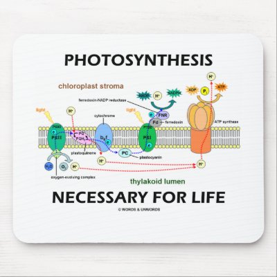 Illustration Of Photosynthesis Process